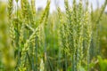 Green ears of wheat in the field