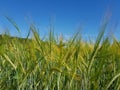 Golden ears of wheat in the field Royalty Free Stock Photo