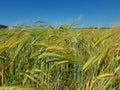 Golden ears of wheat in the field Royalty Free Stock Photo