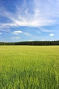 Golden ears of wheat in the field Royalty Free Stock Photo