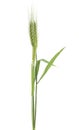 Green ears of wheat isolated on white background Royalty Free Stock Photo