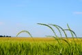 Green ears of wheat and rye close-up on an agricultural field against a blue sky a symbol of a new crop Royalty Free Stock Photo