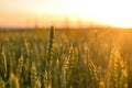 Green ears of wheat at sunset. Unripe crop. Agriculture. Cultivation of wheat Royalty Free Stock Photo