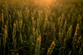 Green ears of wheat at sunset. Unripe crop. Agriculture. Cultivation of wheat Royalty Free Stock Photo