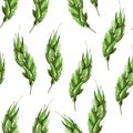 Green ears of wheat watercolor seamless pattern Royalty Free Stock Photo