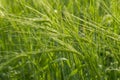 Green ears of wheat