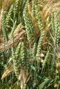 green wheat and yellow rye, mix of cereals close up Royalty Free Stock Photo