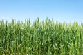 Green ears of wheat Royalty Free Stock Photo