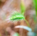 Green ears of wild cereal plant Royalty Free Stock Photo