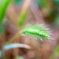Green ears of wild cereal plant Royalty Free Stock Photo