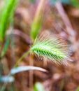 Green ears of wild cereal plant Royalty Free Stock Photo