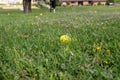 A green Easter egg hidden in the grass near a neighborhood pond Royalty Free Stock Photo