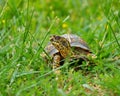 Green Eastern Box turtle in a grassy field Royalty Free Stock Photo