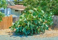 Green eatable cactus of sunny Cyprus