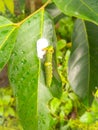 THE STRANGE MASKED CATERPILLAR