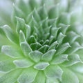 Green Echeveria Succulent Close Up