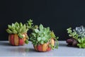 Green Echeveria succulent plants arrangement in pumpkin ceramic pot Royalty Free Stock Photo