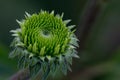 Green Echinacea Bud Royalty Free Stock Photo