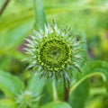 green echinacea flower bud Royalty Free Stock Photo