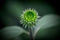 Green Echinacea Flower Bud Royalty Free Stock Photo