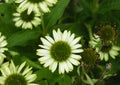 Green echinacea