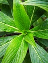 Green echium Royalty Free Stock Photo
