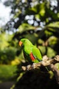 Green eclectus parrot with orange nib and red and blue feathers Royalty Free Stock Photo