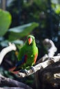 Green eclectus parrot with orange nib and red and blue feathers Royalty Free Stock Photo