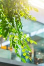 Green eco building office interior with plant tree Royalty Free Stock Photo