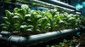 Green eco-friendly hydroponic farm for growing greens and plants Royalty Free Stock Photo