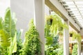 Green eco public space garden hallway building area with interior decorated with botany tree for saving energy refreshing cooling