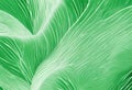 Green eco texture abstract concept leaf creative lines, abstract background Royalty Free Stock Photo