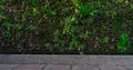 Green eco wall concept. Green ornamental plant on stone wall background. Sustainable building. Close to nature. Exterior Royalty Free Stock Photo