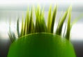 Green ecological offsprings object background
