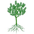 Green ecological tree with roots on a white background. Royalty Free Stock Photo