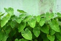 Green Edible root leaves in nature on front of bricks wall Royalty Free Stock Photo