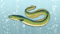 Green eel Royalty Free Stock Photo