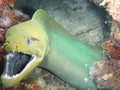 Green Eel BVI Royalty Free Stock Photo