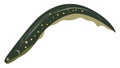 Green eel, illustration, vector Royalty Free Stock Photo