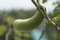 Green eggplant fruit on the tree. Royalty Free Stock Photo