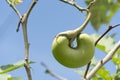 Green eggplant fruit on the tree. Royalty Free Stock Photo