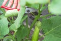 Green eggplant growing in the garden And the gardener is picking green eggplants