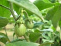 Green eggplant growing in organic vegetable garden Royalty Free Stock Photo