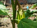 Green eggplant plants growing in the vegetable garden. Harvest green eggplant vegetables Royalty Free Stock Photo