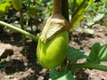 Green eggplant plants growing in the vegetable garden. Harvest green eggplant vegetables Royalty Free Stock Photo