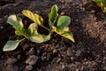 Green eggplant sprout. Royalty Free Stock Photo