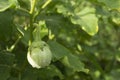 Green eggplant tree Royalty Free Stock Photo