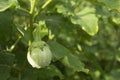 Green eggplant tree