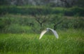 Green Egret Bird in Flight