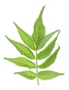 Green elderberry leaf isolated on white background. European black elderberry leaf. Sambucus nigra